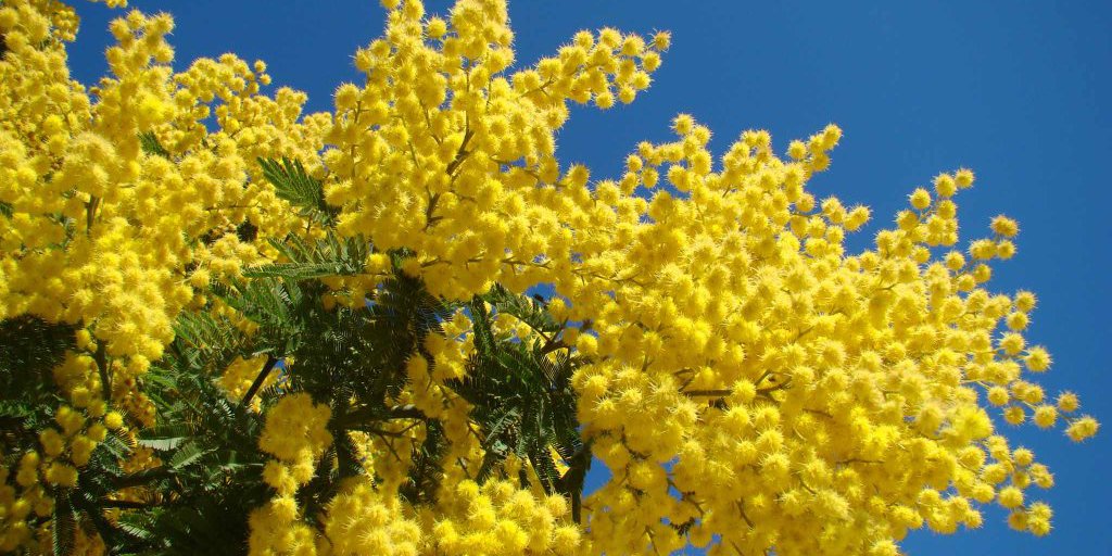 Giornata Internazionale della Donna: il programma degli appuntamenti a Pozzuoli