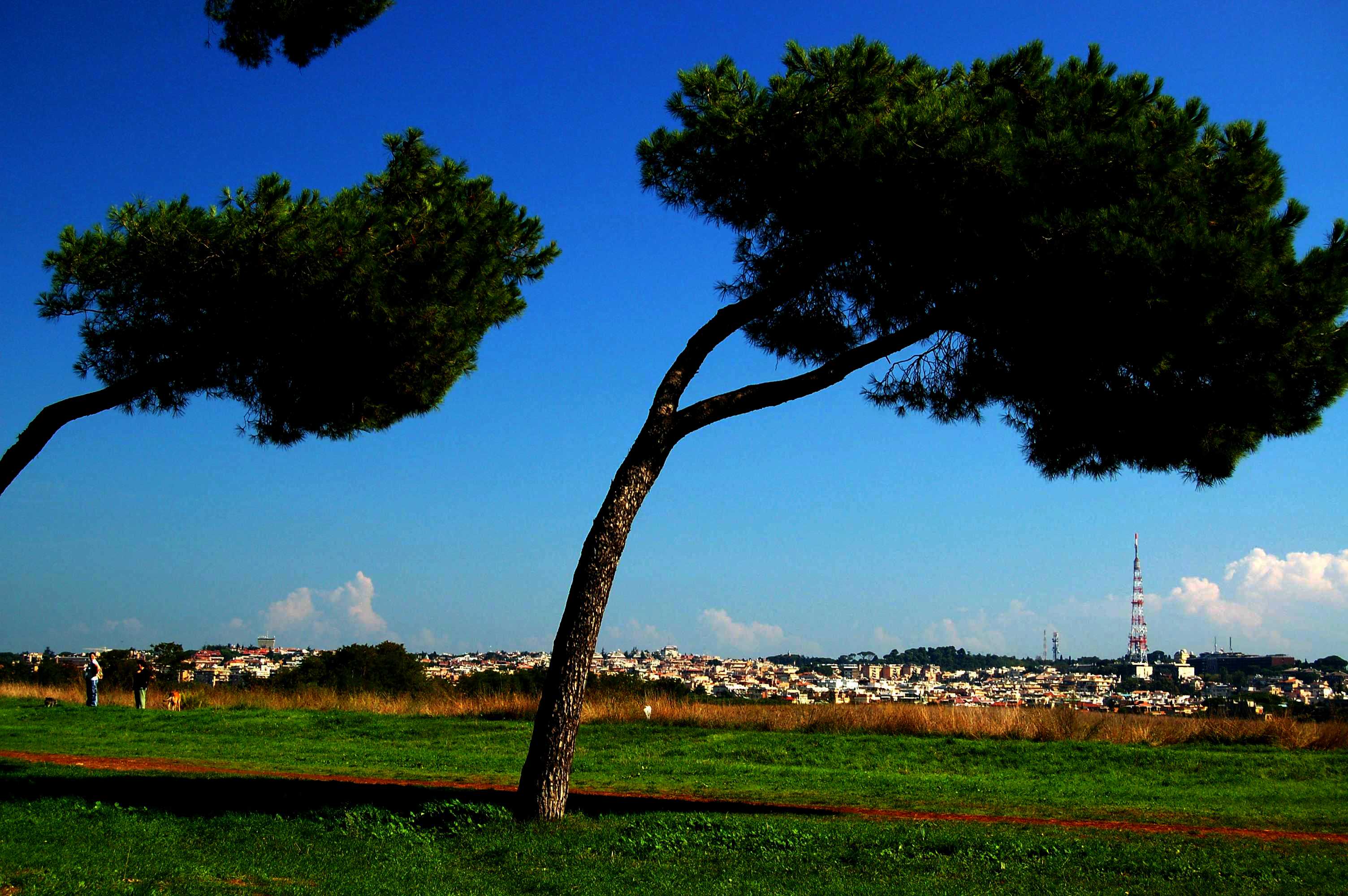 Con la testa tra le nuvole. Il vento soffia forte? Occhio a non sostare sotto ai pini
