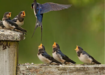 Con la primavera, la rondine sotto il tetto? Sì, ma senza San Benedetto