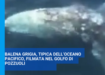 Balena grigia, tipica dell’Oceano Pacifico, filmata nel golfo di Pozzuoli