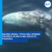 Balena grigia, tipica dell’Oceano Pacifico, filmata nel golfo di Pozzuoli