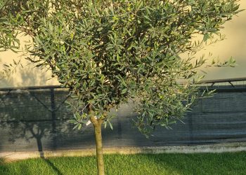 Inaugurazione del “Giardino francescano” nel santuario Maria Regina della Pace a Quarto