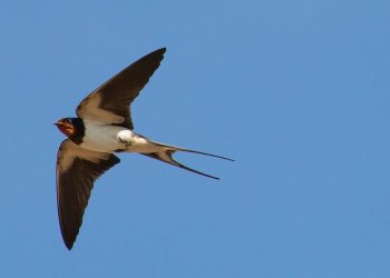 Con la testa tra le nuvole. Anche per gli antichi greci “una rondine non fa primavera”